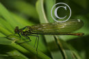 Female Banded Demoiselle